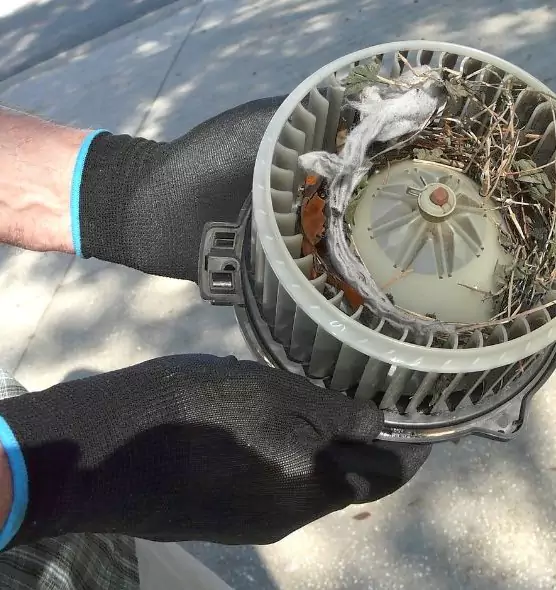 About Air Duct Mice Removal in Sarasota Springs, FL
